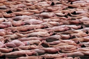 Spencer Tunick képei - Sydney 2010